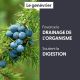 GENÉVRIER - Macérat de bourgeons BIO