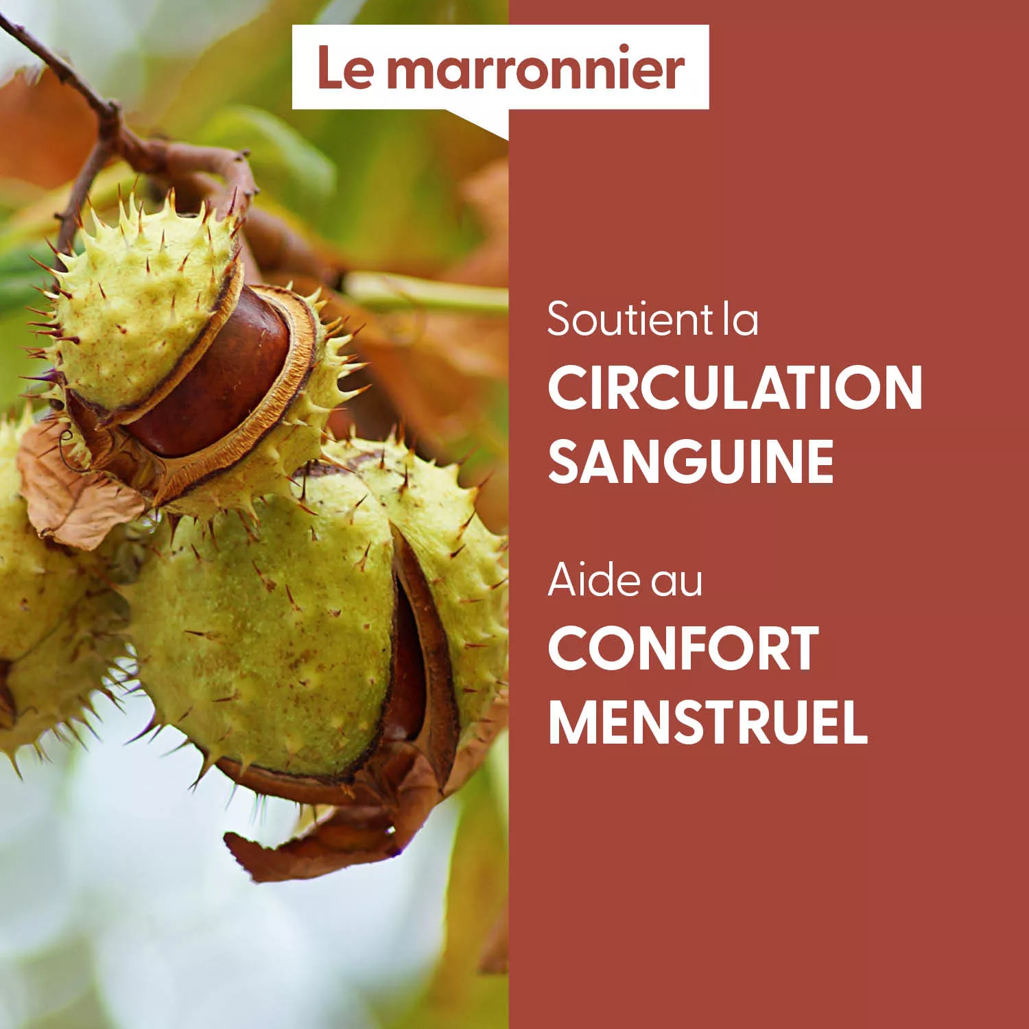 MARRONNIER - Macérat de bourgeons BIO