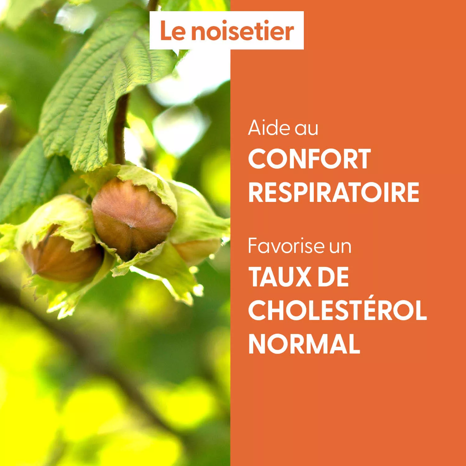 NOISETIER - Macérat de bourgeons BIO