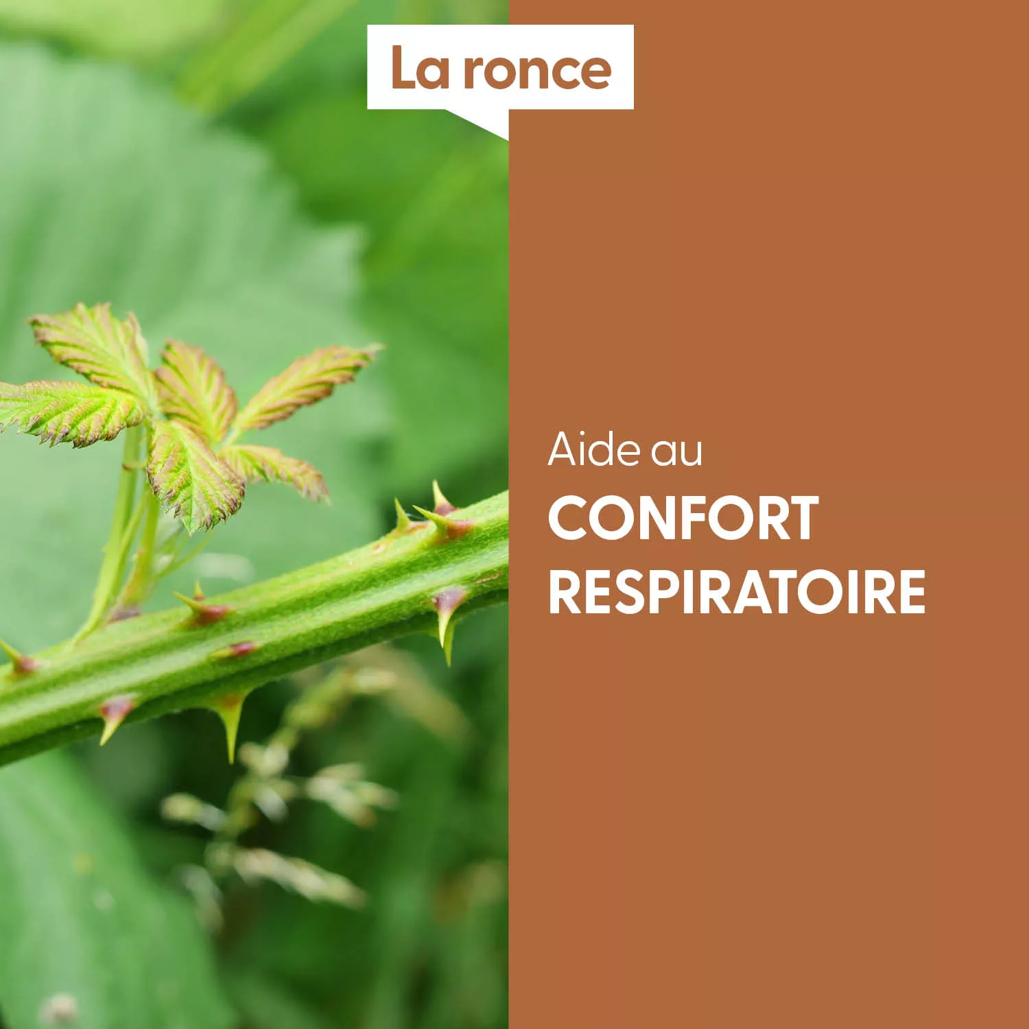 RONCE - Macérat de bourgeons BIO