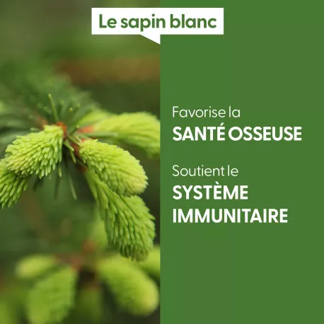 SAPIN BLANC - Macérat de bourgeons BIO