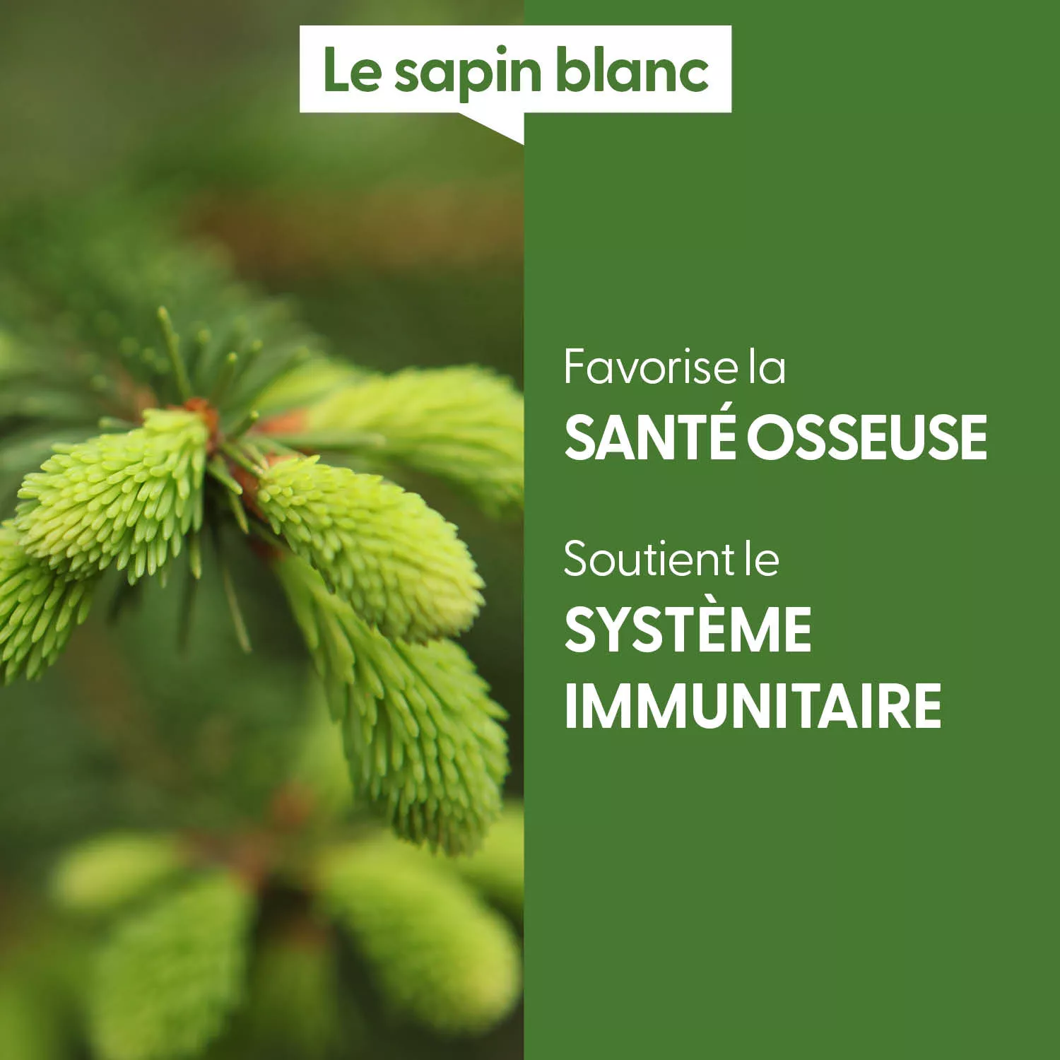 SAPIN BLANC - Macérat de bourgeons BIO