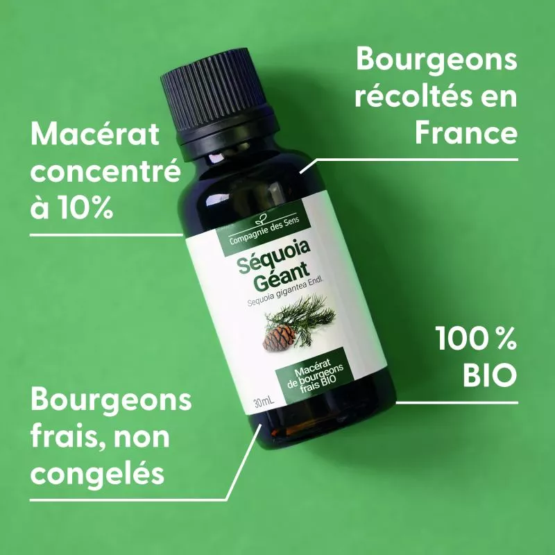 SÉQUOIA GÉANT - Macérat de bourgeons BIO