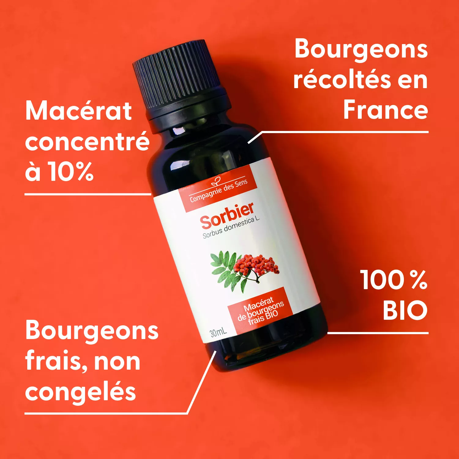 SORBIER - Macérat de bourgeons BIO