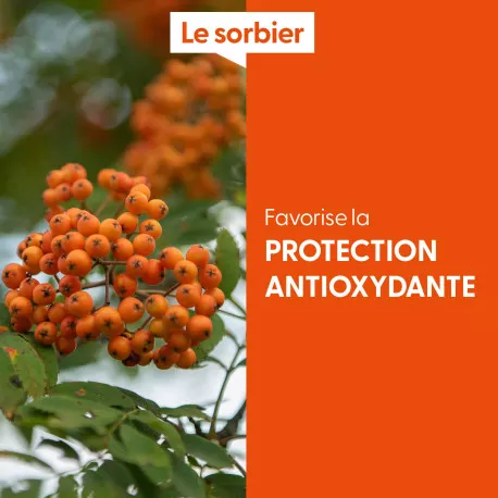 SORBIER - Macérat de bourgeons BIO