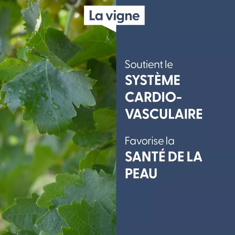 VIGNE - Macérat de bourgeons BIO