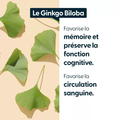 Ginkgo Biloba concentré - 24 % de glycosides de flavonols