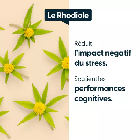 Rhodiole concentrée -3 % de rosavines & 1 % de salidroside