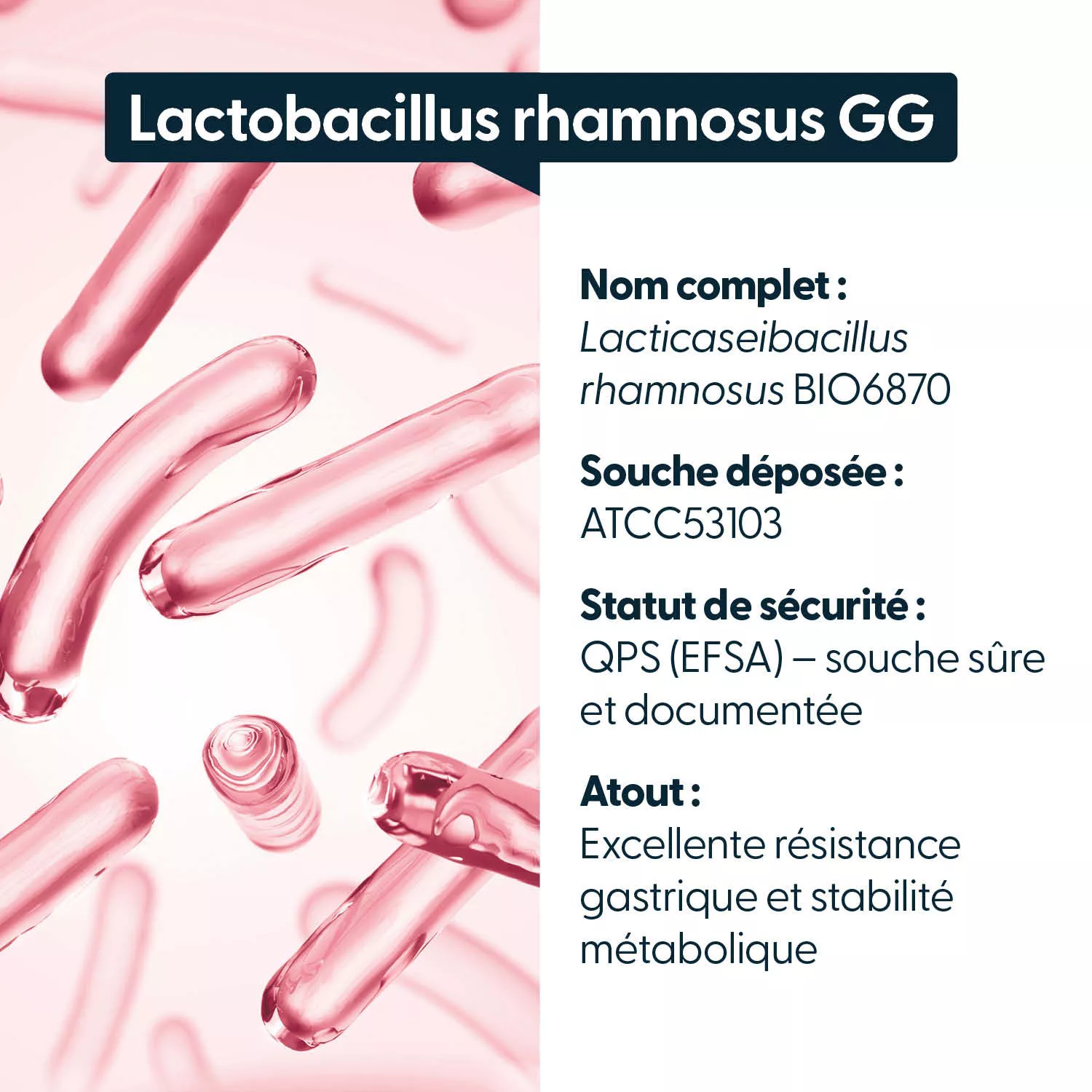 Lactobacillus rhamnosus 15 Milliards d'UFC - Gélules gastro résistantes