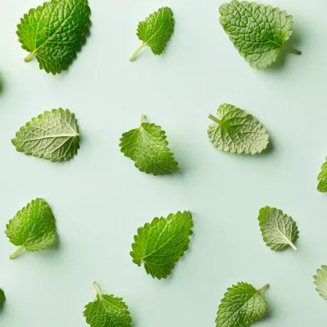 MENTHE POIVRÉE - Huile essentielle BIO