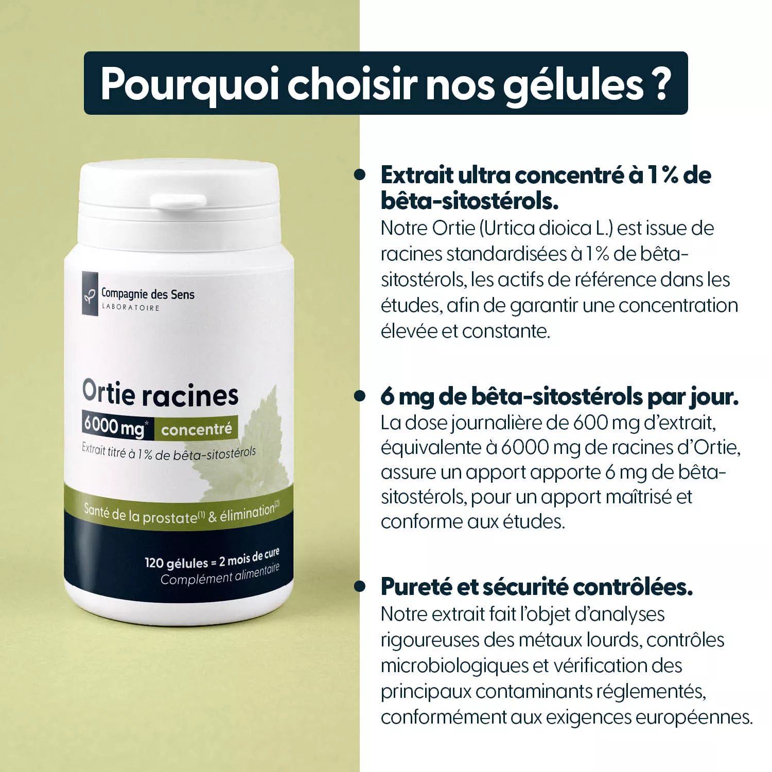 Ortie racines concentrées - 1 % de bêta sitostérols