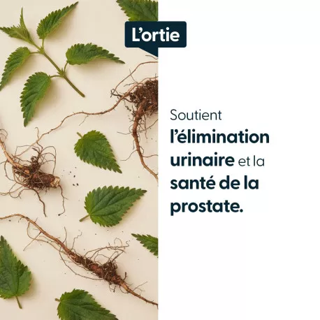 Ortie racines concentrées - 1 % de bêta sitostérols