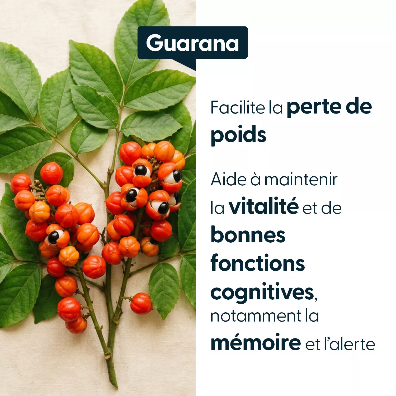 Guarana concentré - Titré à 22 % de caféine