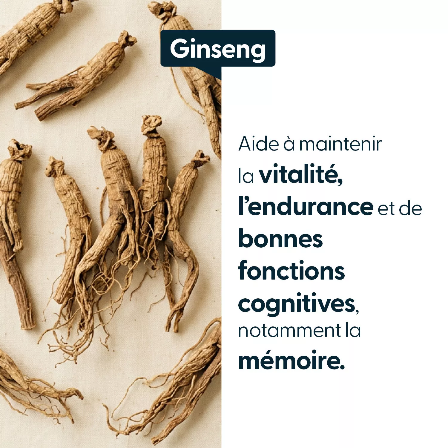 Ginseng concentré - 24 % de ginsénosides