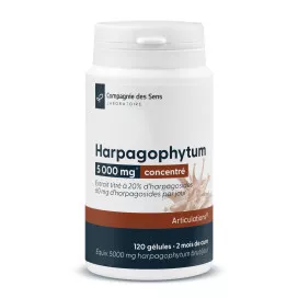 Harpagophytum concentré
