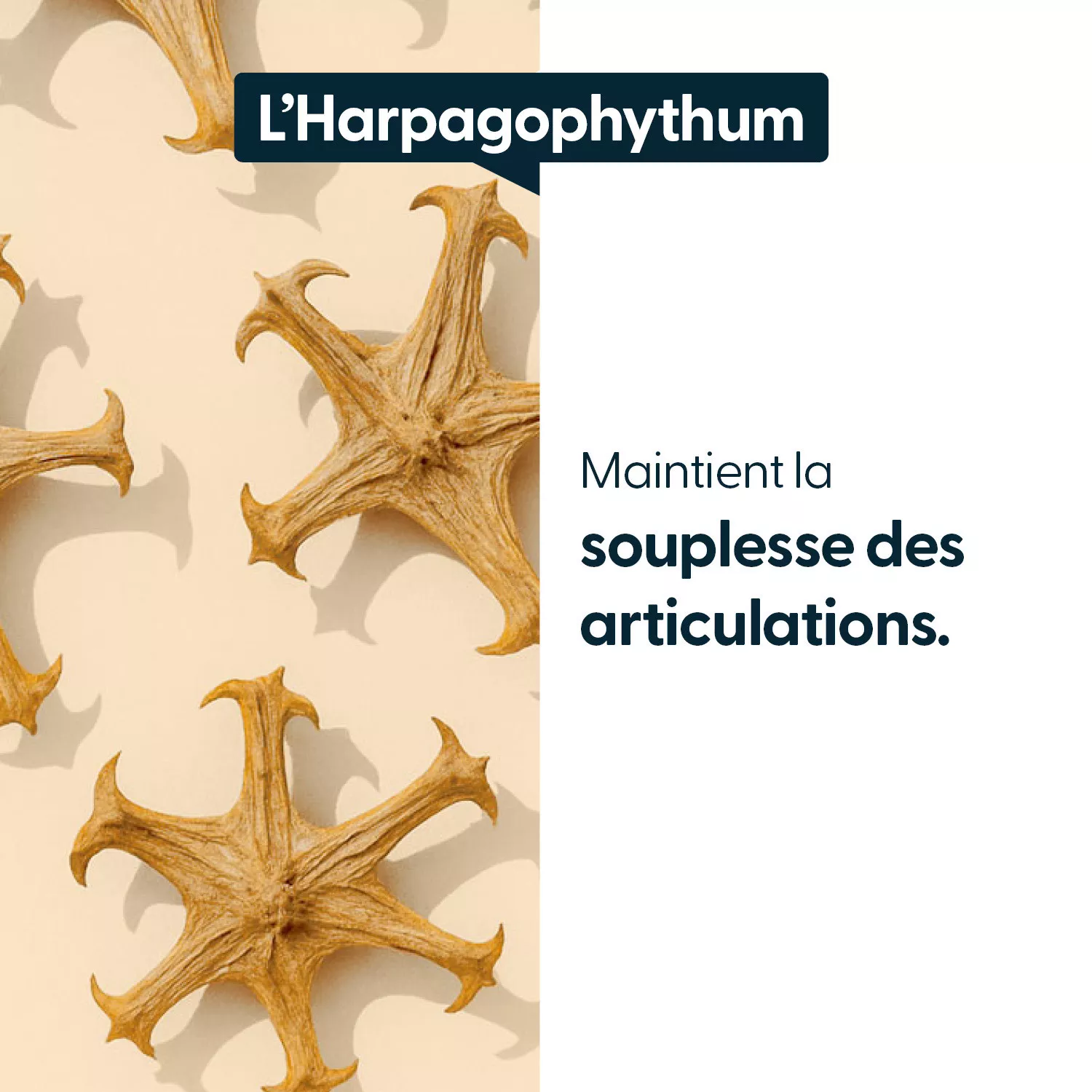 Harpagophytum titré à 20 % d'harpagosides - 30 gélules végétales