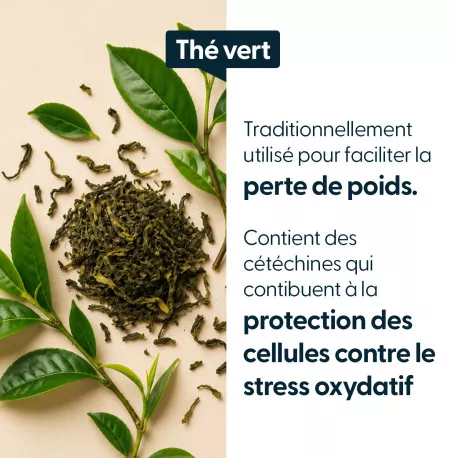 Thé Vert concentré - Titré à 45 % d'EGCG