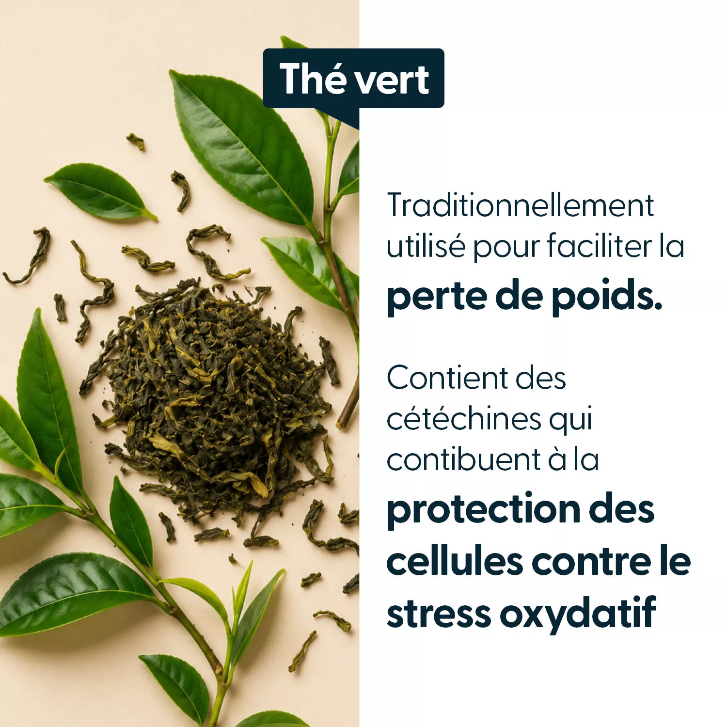 Thé Vert concentré - Titré à 45 % d'EGCG