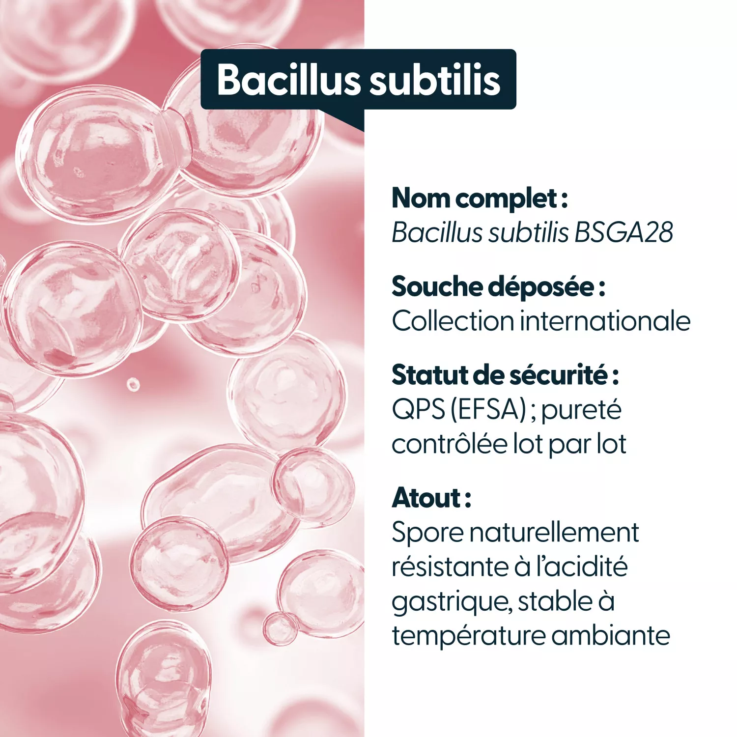 Bacillus subtilis - 5 milliards d'UFC par gélule
