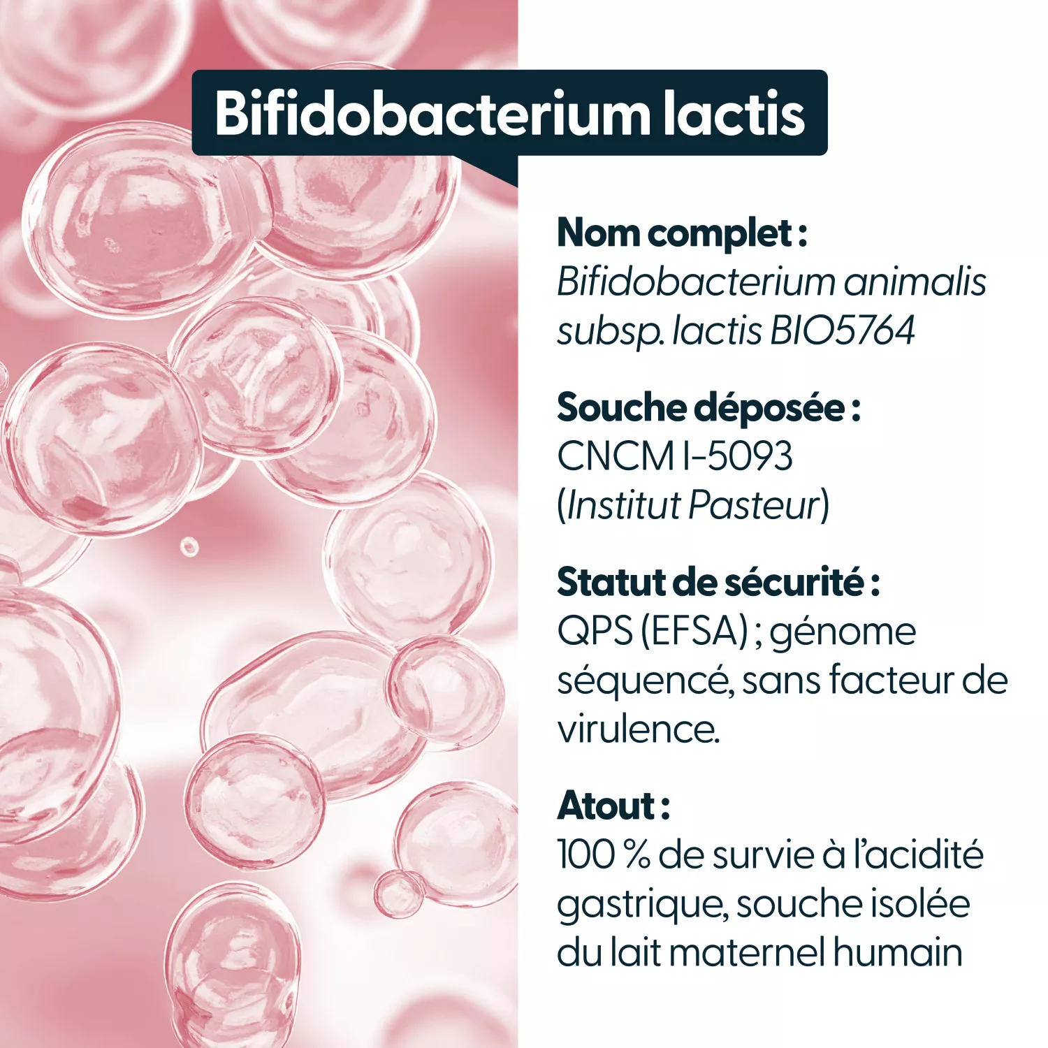 Bifidobacterium animalis lactis - 10 milliards d'UFC par gélule