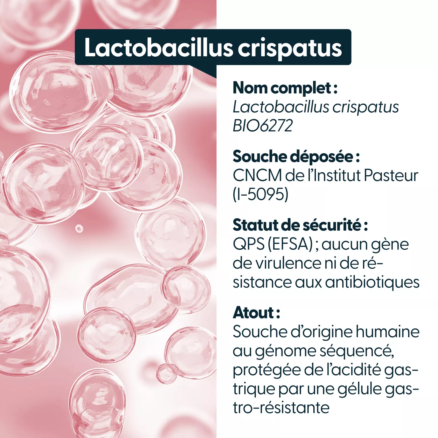 Lactobacillus crispatus - 10 milliards d'UFC par gélule