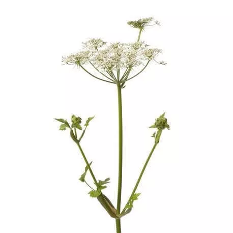 ANGÉLIQUE - Huile essentielle BIO