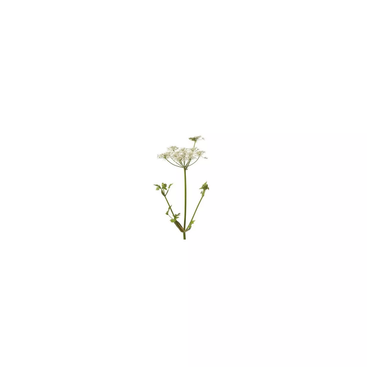 ANGÉLIQUE - Huile essentielle BIO