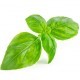 BASILIC TROPICAL - Huile essentielle BIO