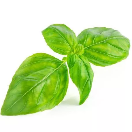 BASILIC TROPICAL - Huile essentielle BIO