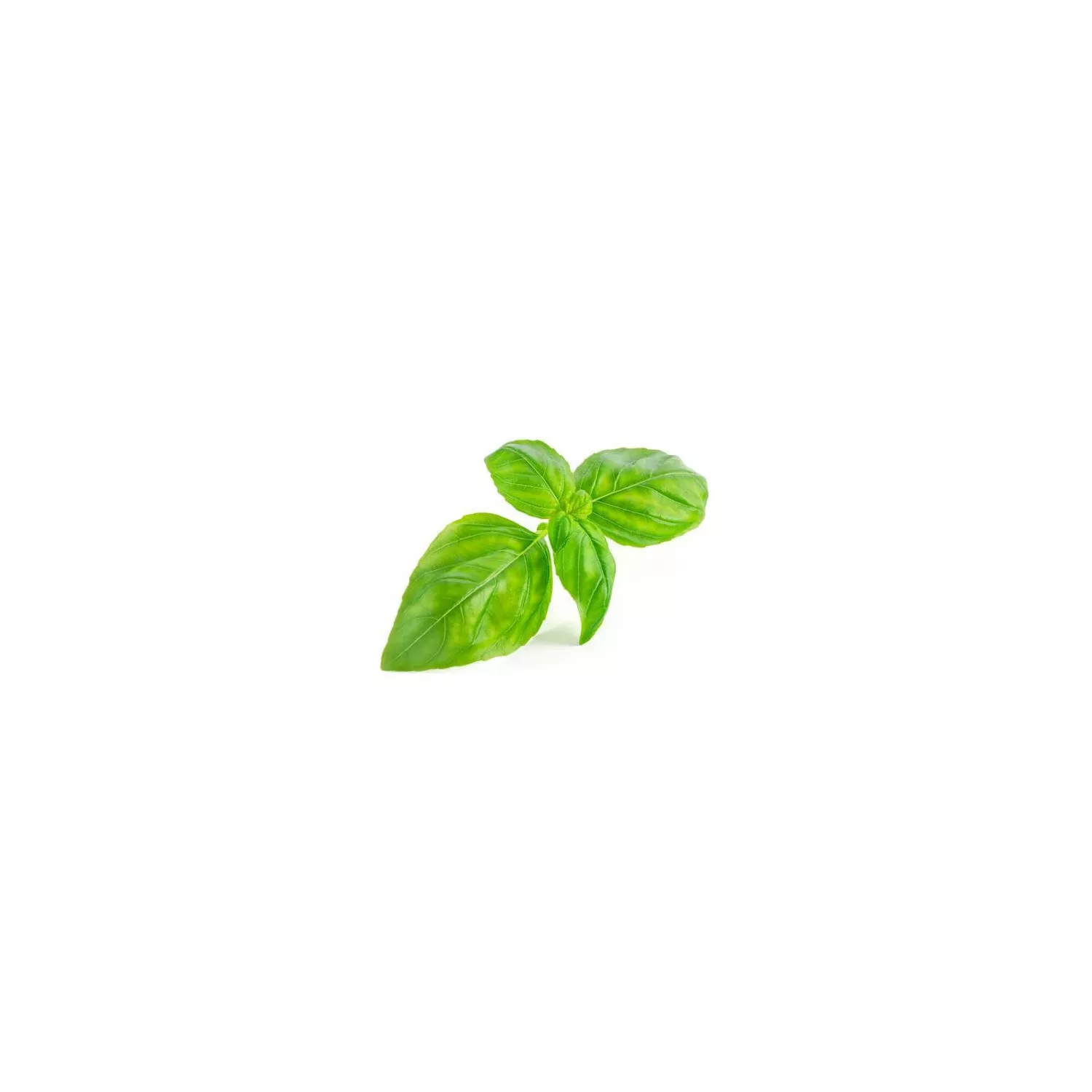 BASILIC TROPICAL - Huile essentielle BIO