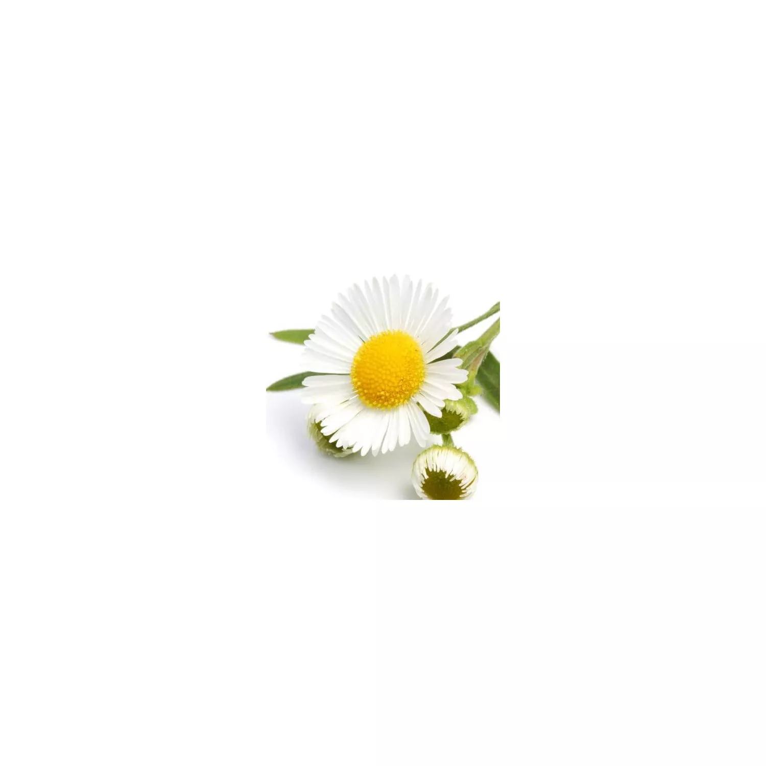 CAMOMILLE SAUVAGE - Huile essentielle BIO