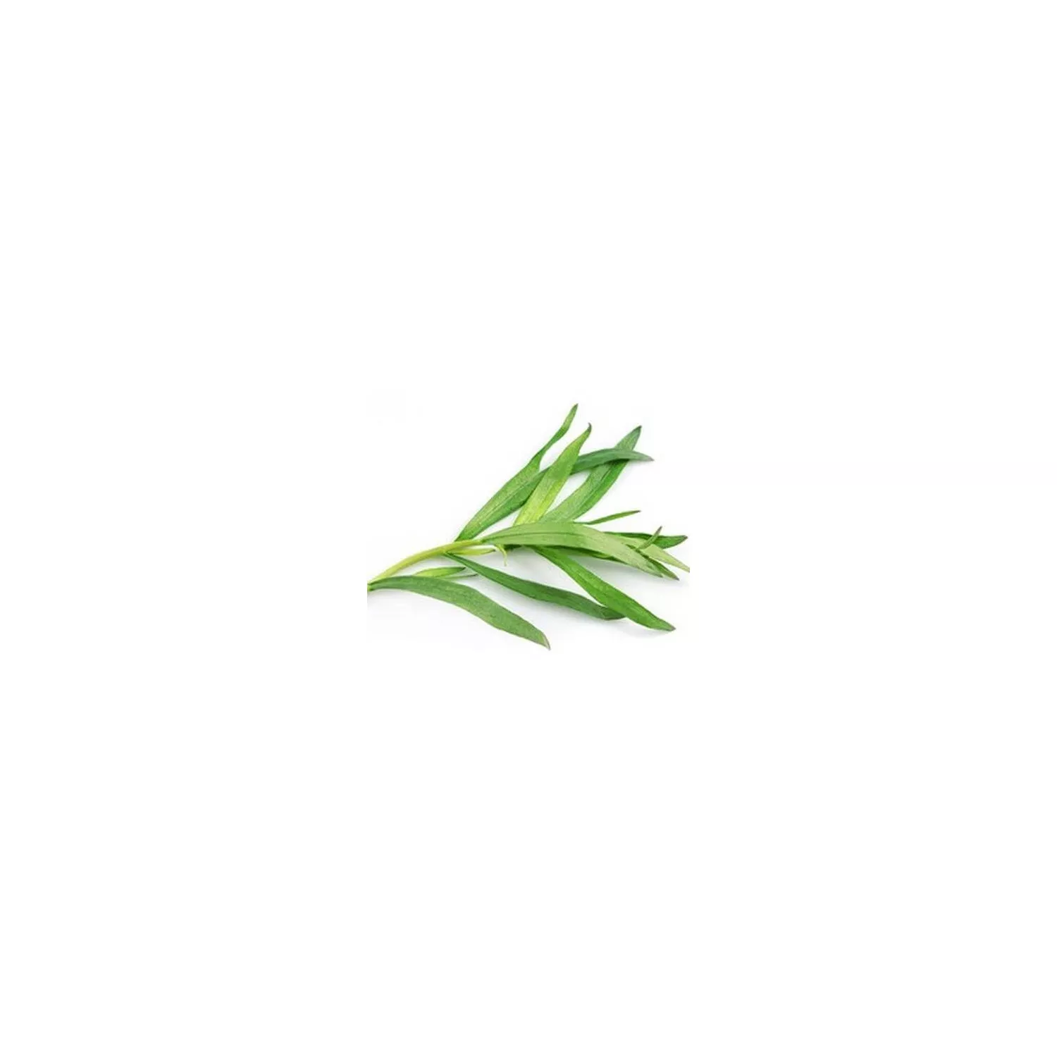 ESTRAGON - Huile essentielle BIO