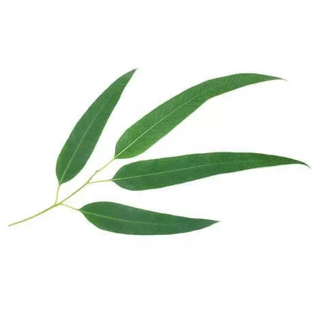 EUCALYPTUS SMITHII - Huile essentielle BIO