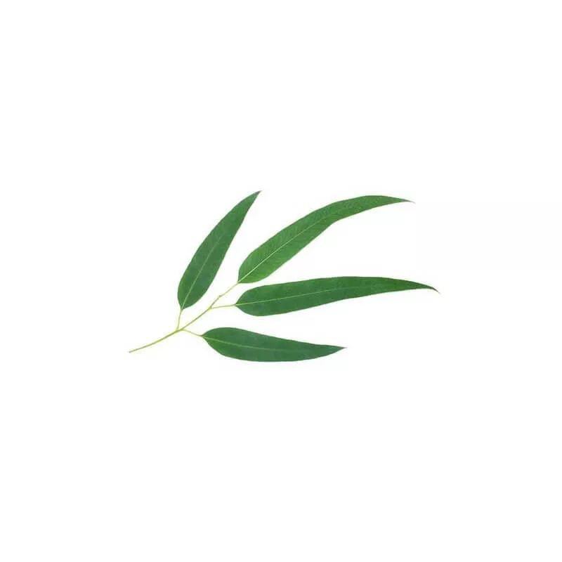 EUCALYPTUS SMITHII - Huile essentielle BIO