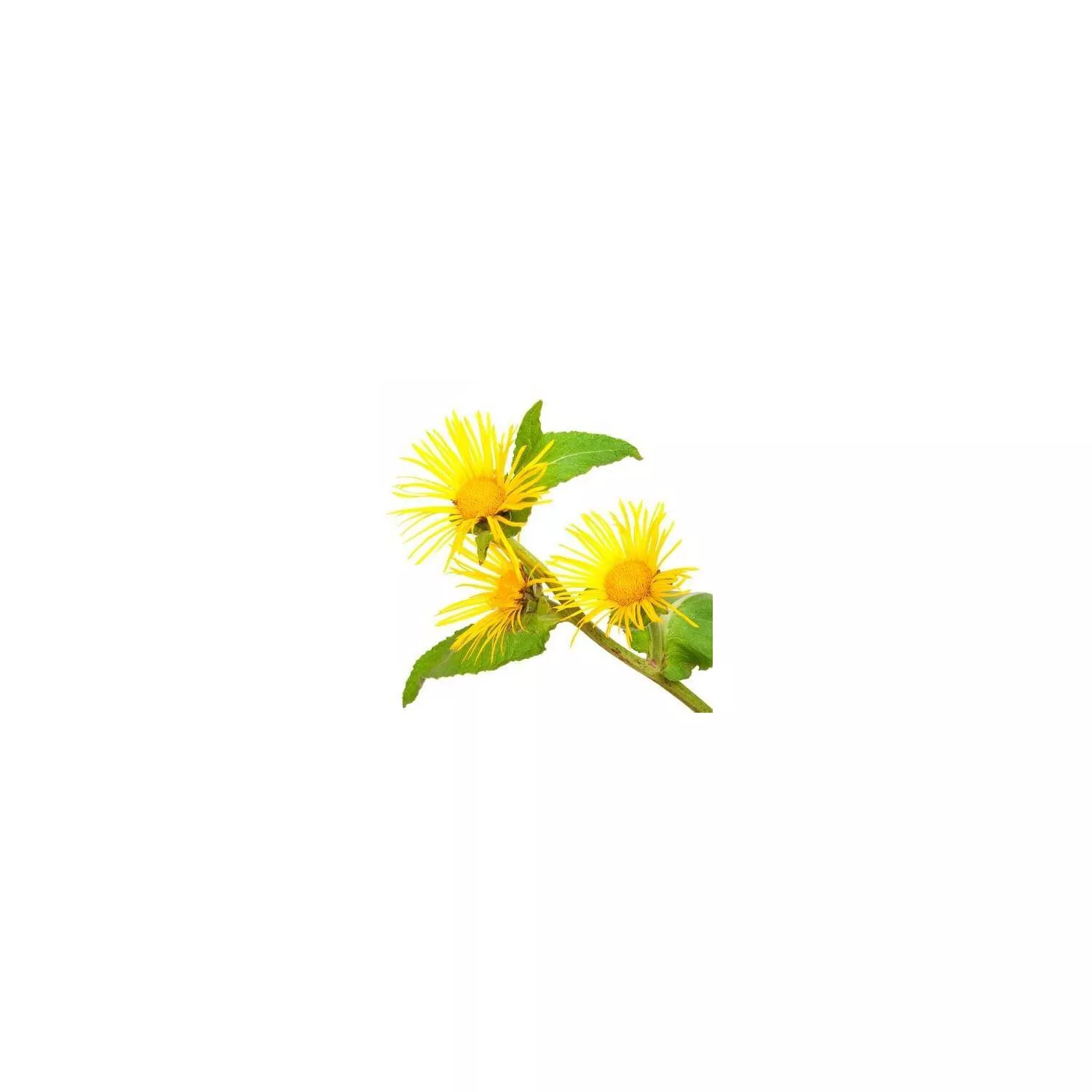 INULE ODORANTE - Huile essentielle BIO