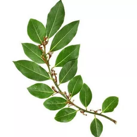 LAURIER NOBLE - Huile essentielle BIO