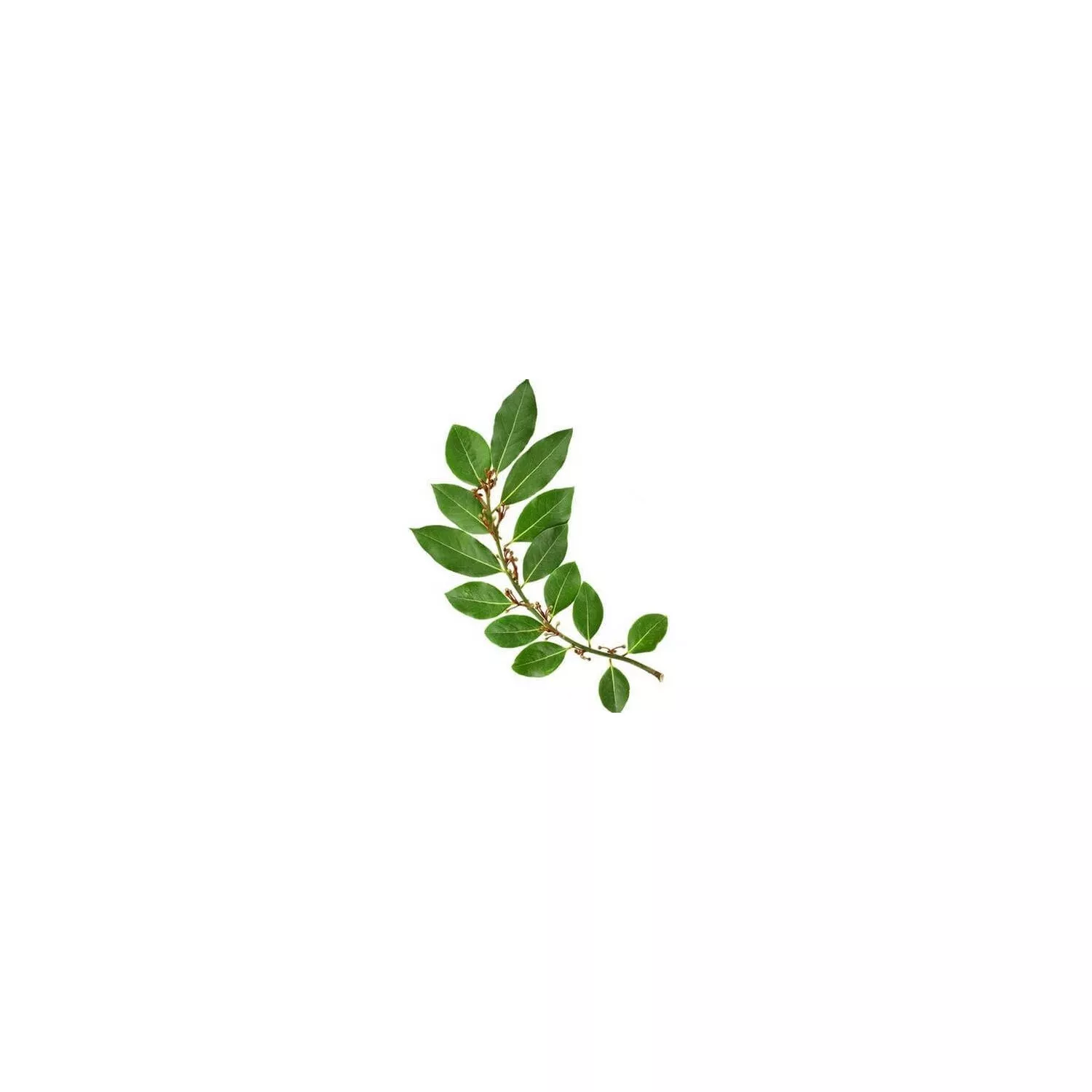 LAURIER NOBLE - Huile essentielle BIO