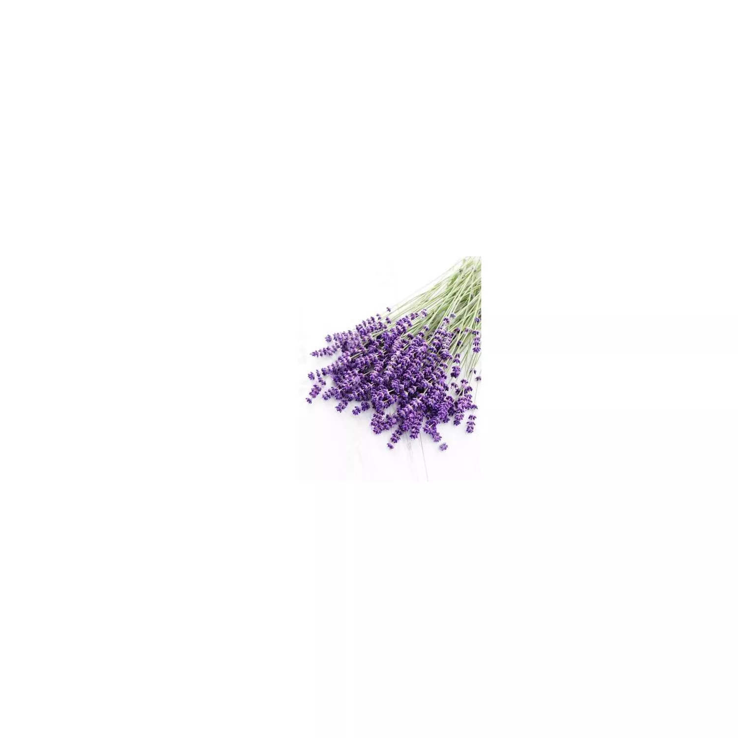 LAVANDE VRAIE - Huile essentielle BIO