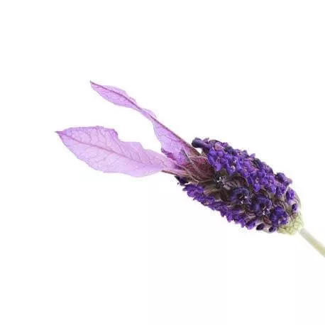 LAVANDULA STOECHAS - Huile essentielle BIO