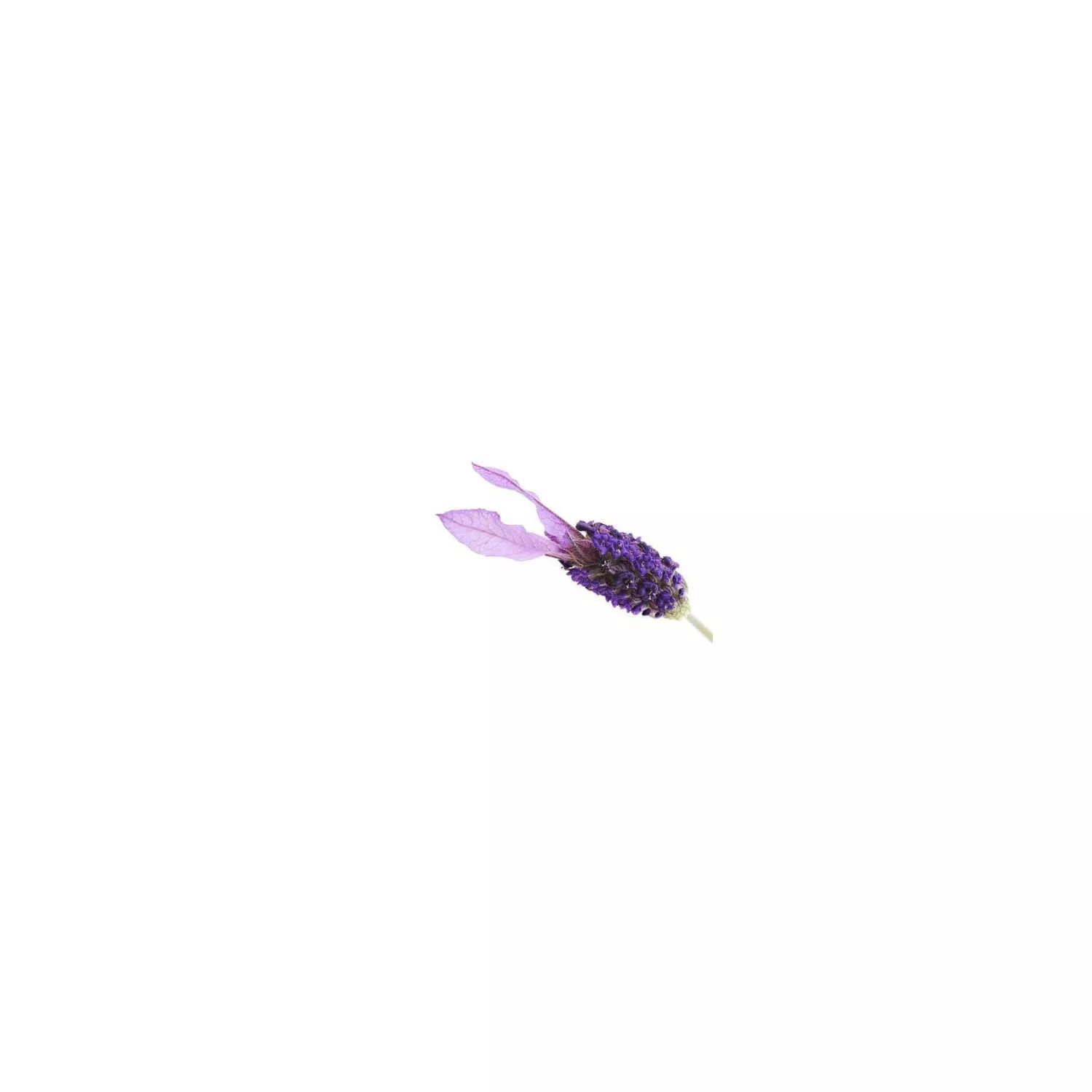 LAVANDULA STOECHAS - Huile essentielle BIO
