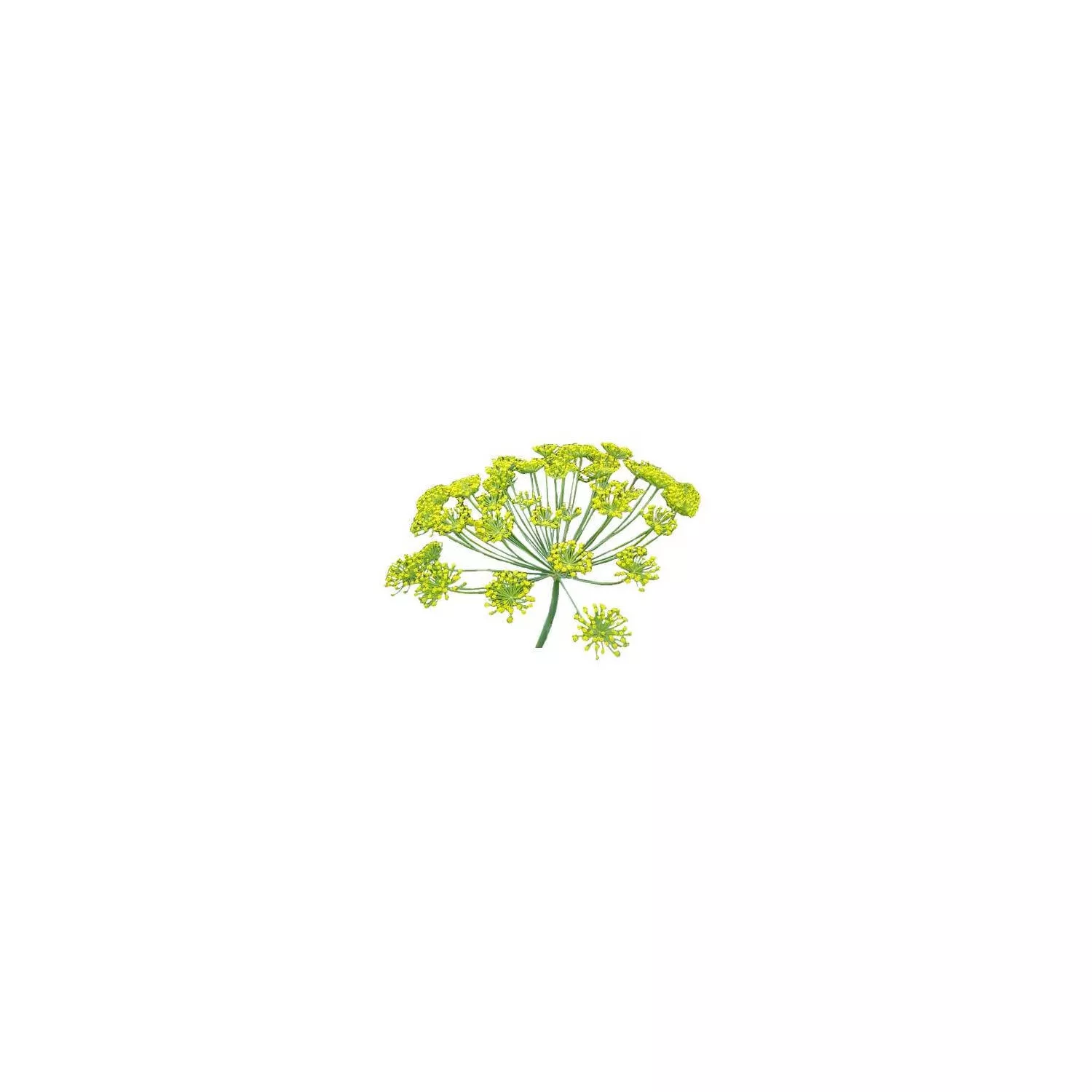 LIVÈCHE - Huile essentielle BIO