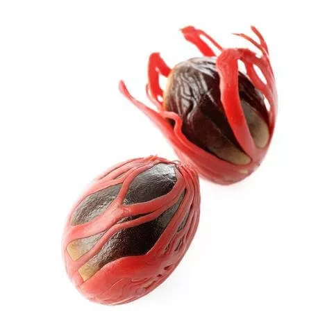 MUSCADE - Huile essentielle BIO