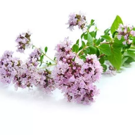 ORIGAN COMPACT - Huile essentielle BIO