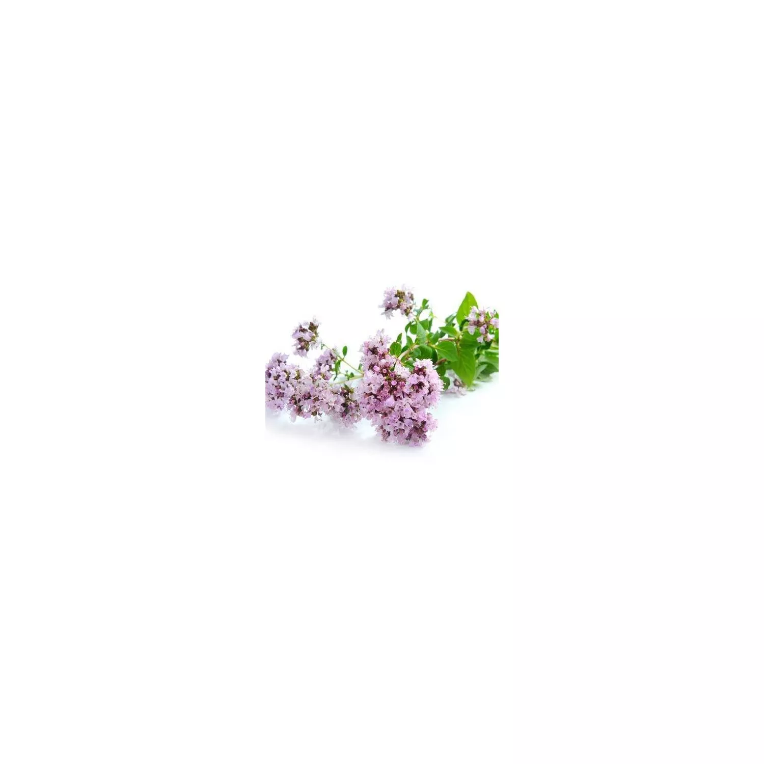 ORIGAN COMPACT - Huile essentielle BIO