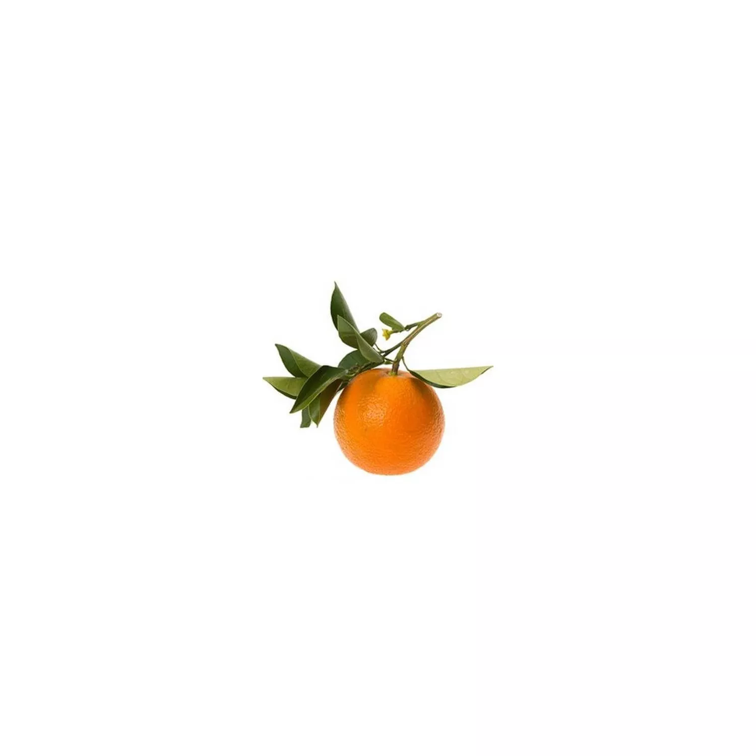 PETIT GRAIN BIGARADE - Huile essentielle BIO