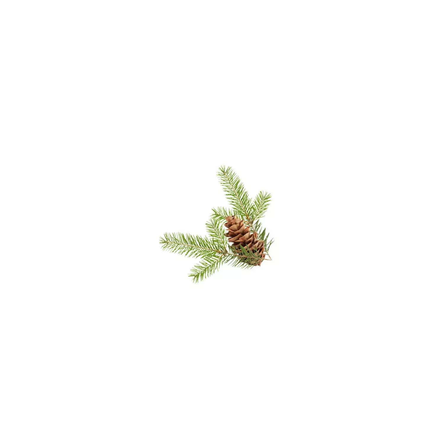 PIN DOUGLAS - Huile essentielle BIO