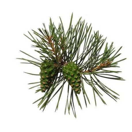 PIN SYLVESTRE - Huile essentielle BIO