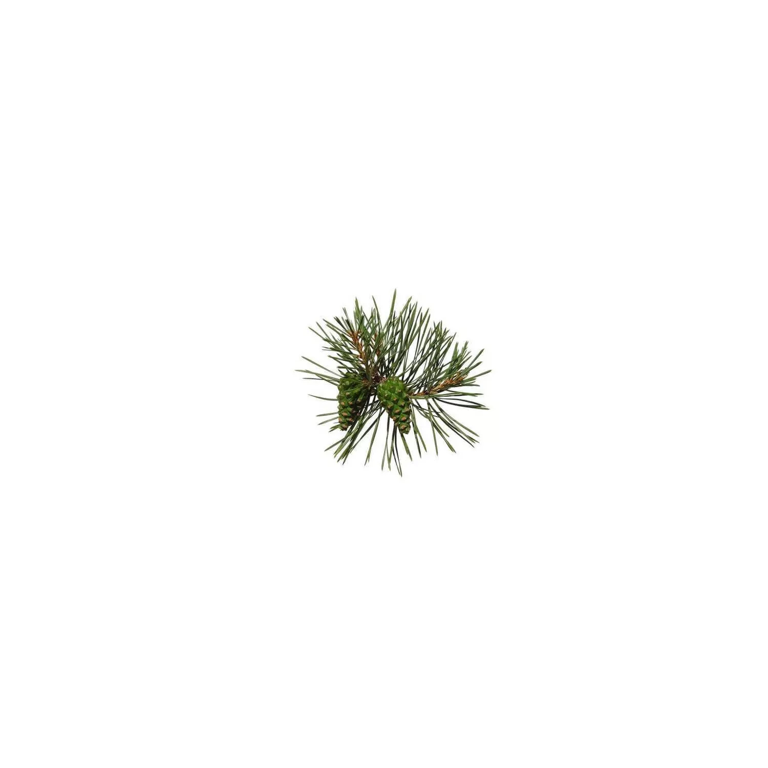 PIN SYLVESTRE - Huile essentielle BIO