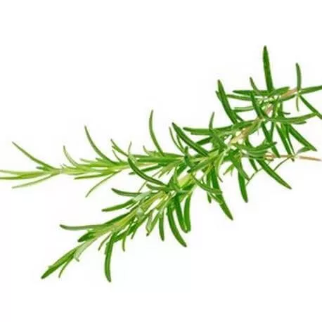 ROMARIN À CAMPHRE - Huile essentielle BIO