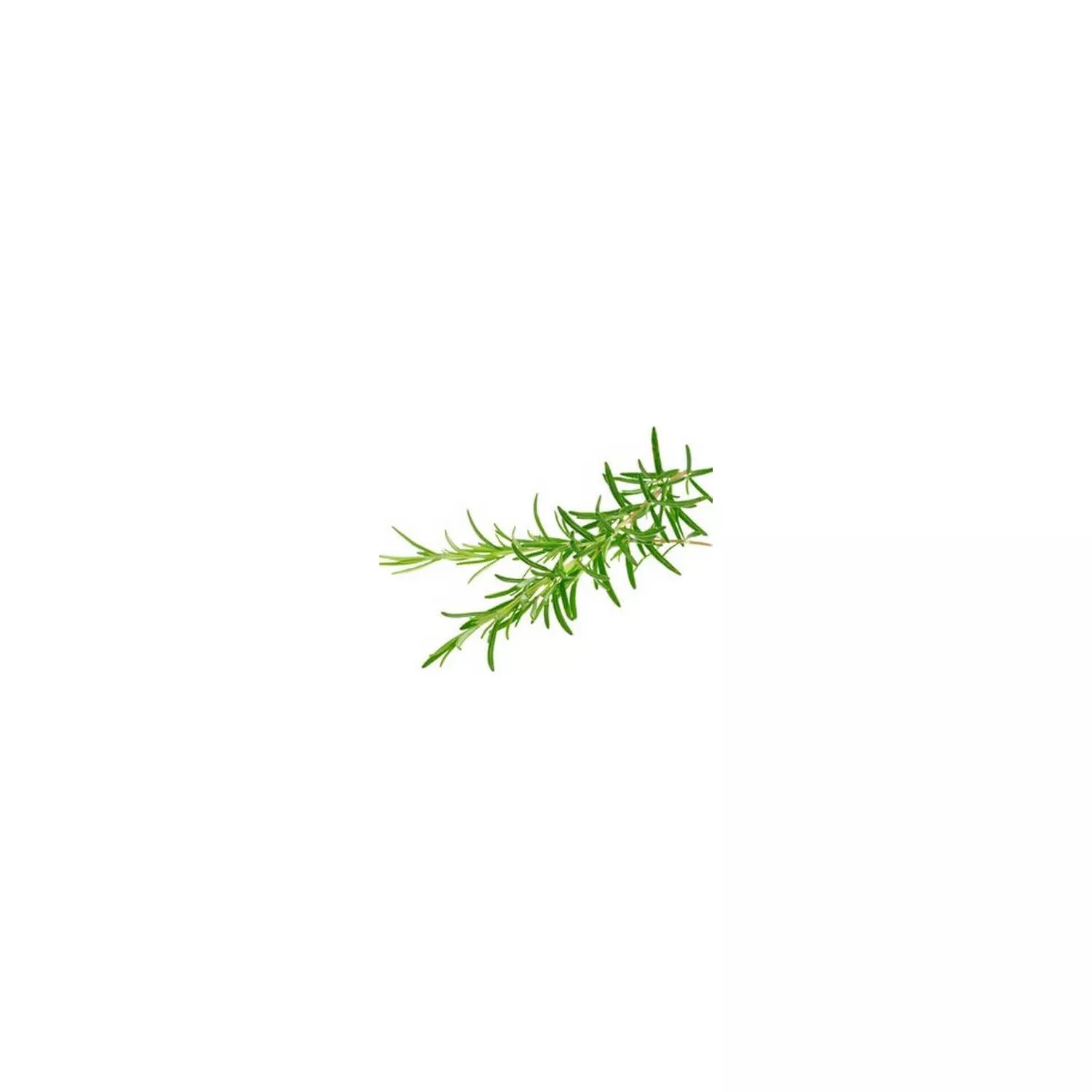 ROMARIN À CAMPHRE - Huile essentielle BIO